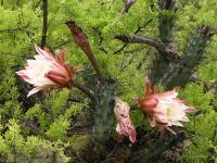 TB358_4_Cereus_aethiops.jpg